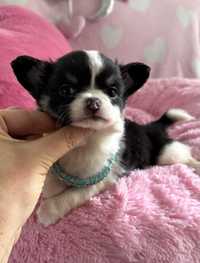 Chihuahua **Super Mini** Piesek do 1,6kg. Piękny. Joda