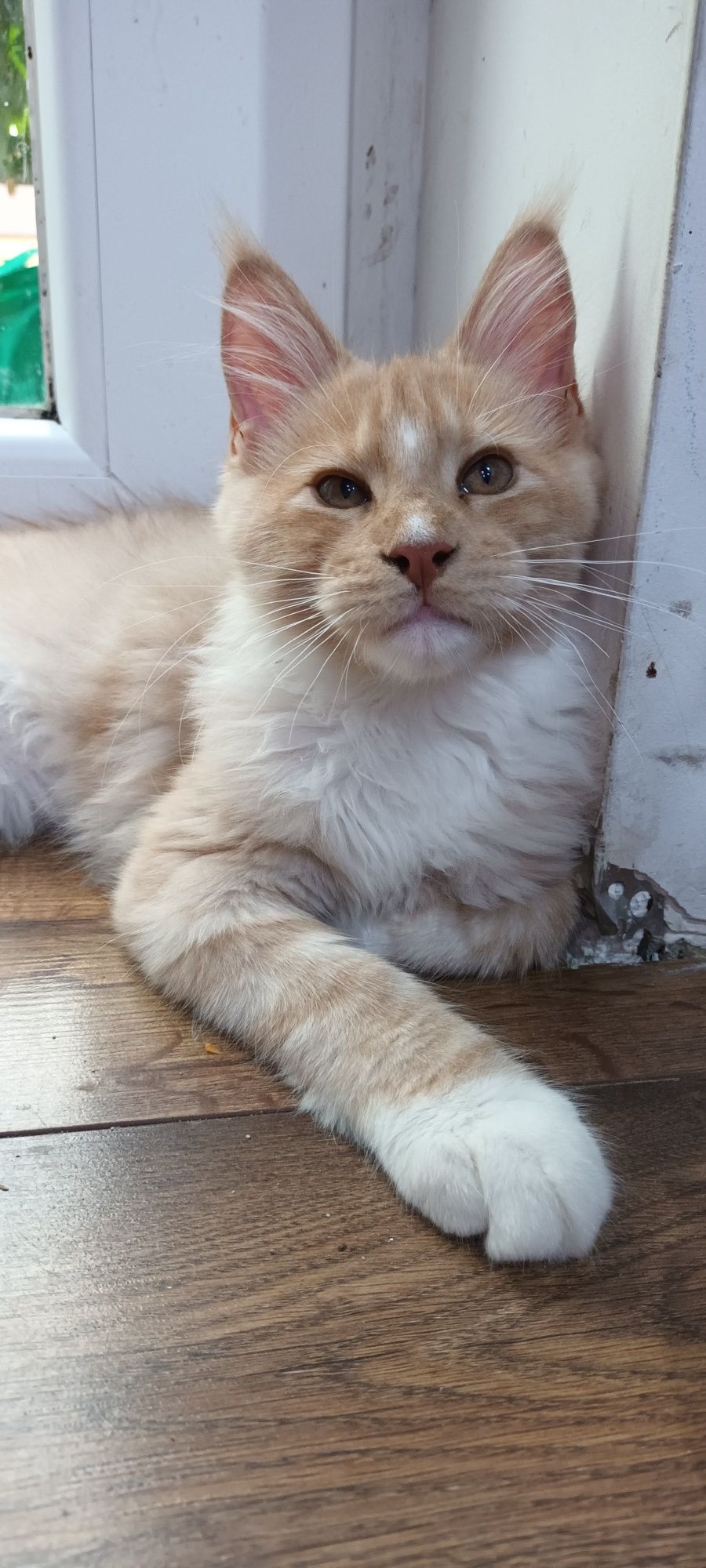 Kremowy kocurek Maine Coon