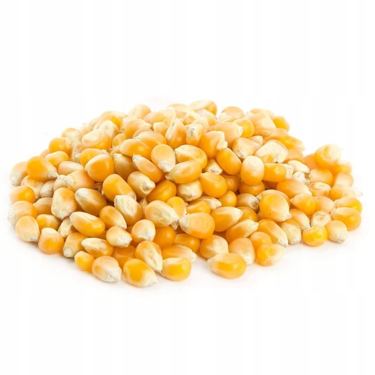 Kukurydza Popcorn Ziarno Do Prażenia I Mikrofali - 5Kg Bez Soli