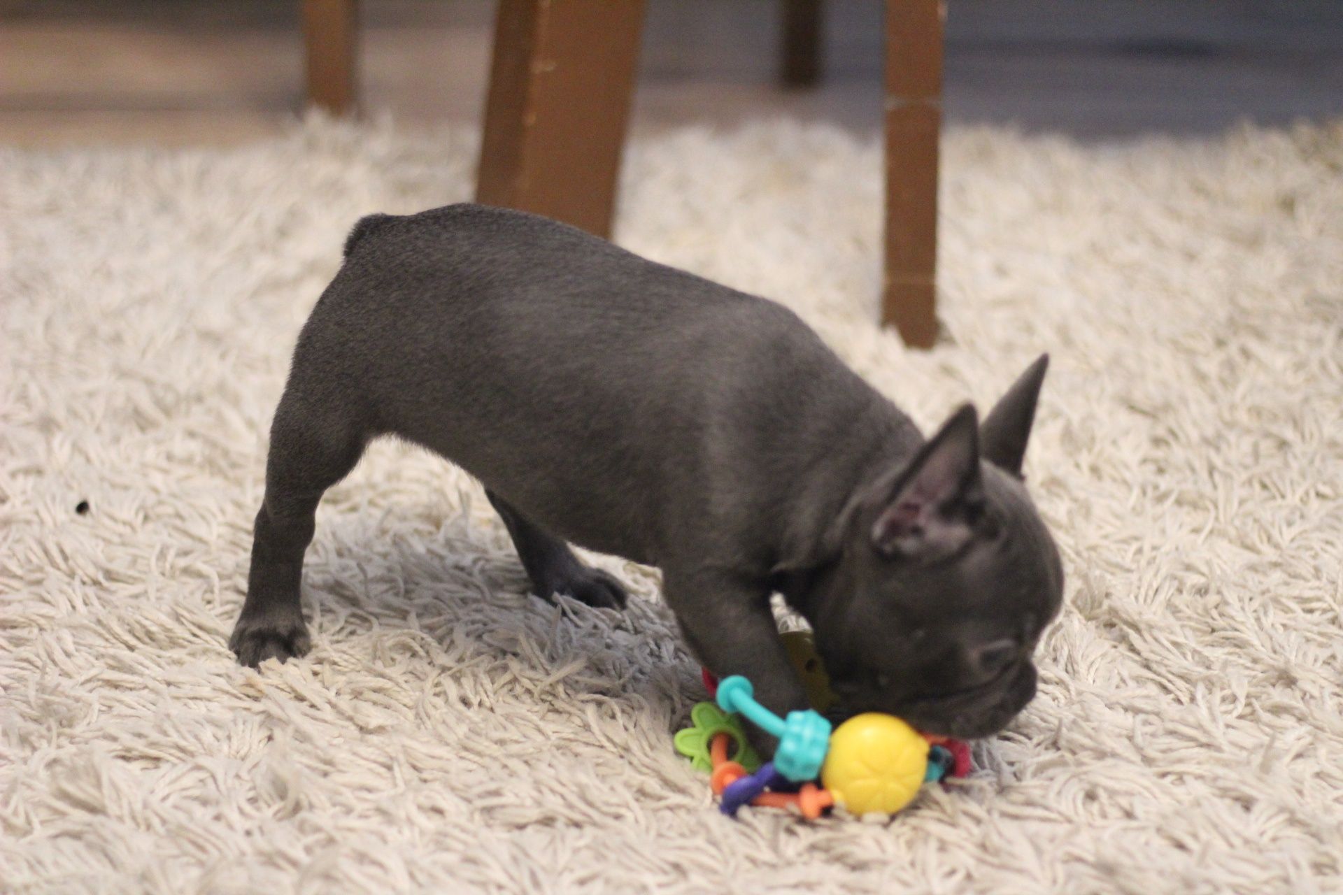 Buldog francuski samiec
