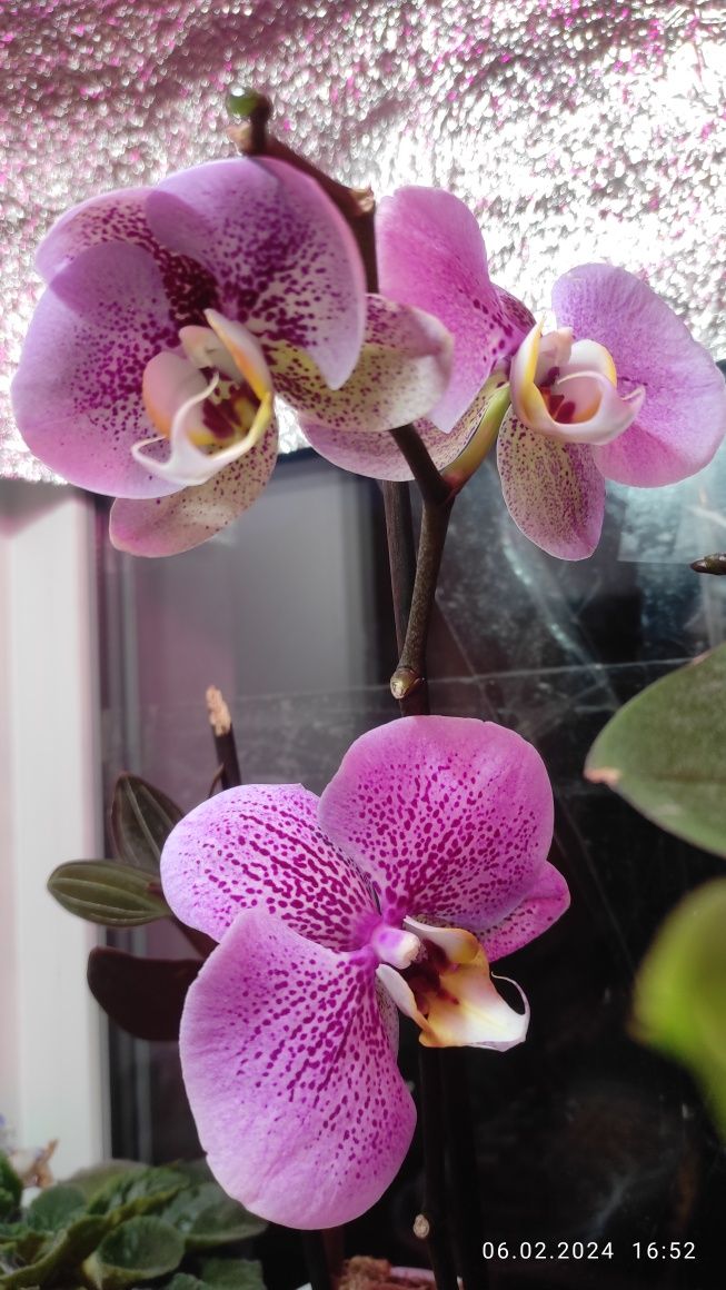 Орхидея фаленопсис и другие