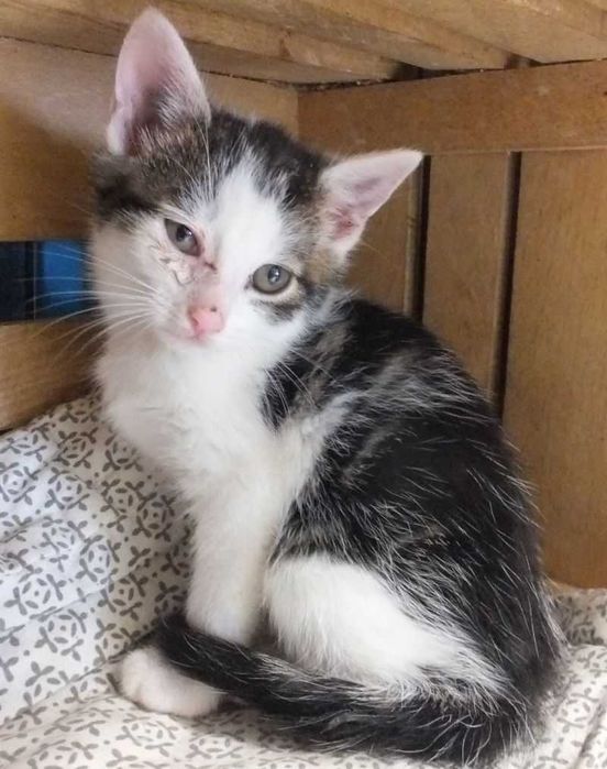 WICEK młodziutki kocurek biały w szaro bure łaty do adopcji