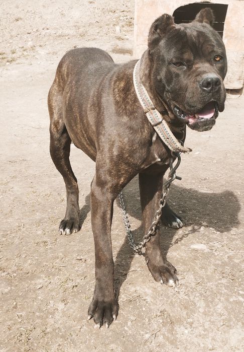 Продам Кане Корсо