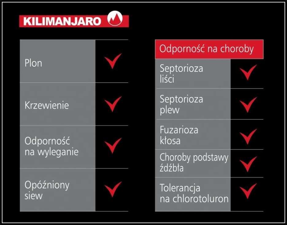 Pszenica Ozima KILIMANJARO - Wysoki Stabilny Plon - Nasiona Dalgety