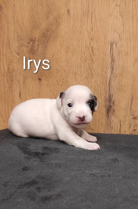 Parson Russell Terrier