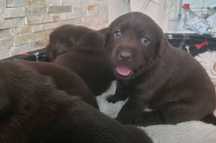 Labrador Retriever -ZKWP/FCI- szczeniak czekoladowy