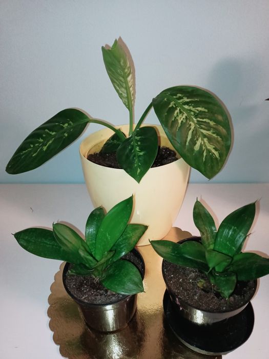 Zestaw kwiaty domowe doniczkowe z parapetowych nadwyżek Calathea, Dife