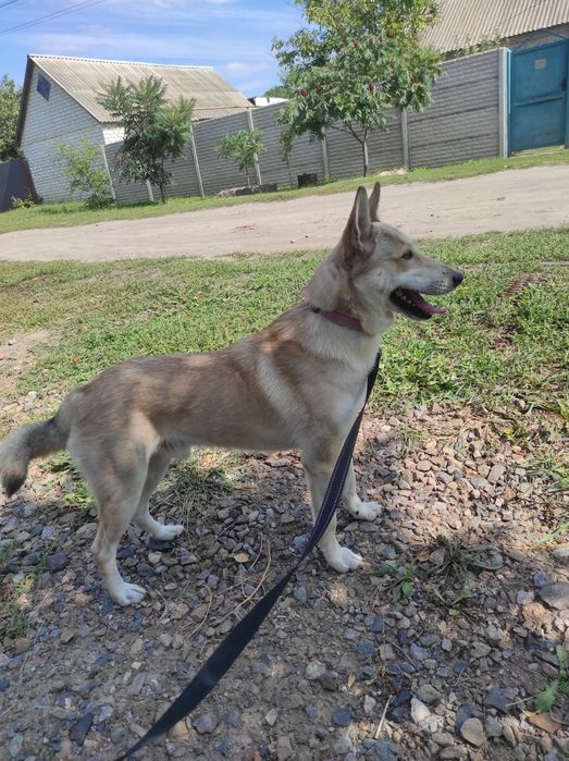 Лайка шукає дім та родину