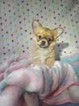 Chihuahua, wyjątkowa suczka długowłosa, płowa, przepiękna   ZKwP/ FCI.