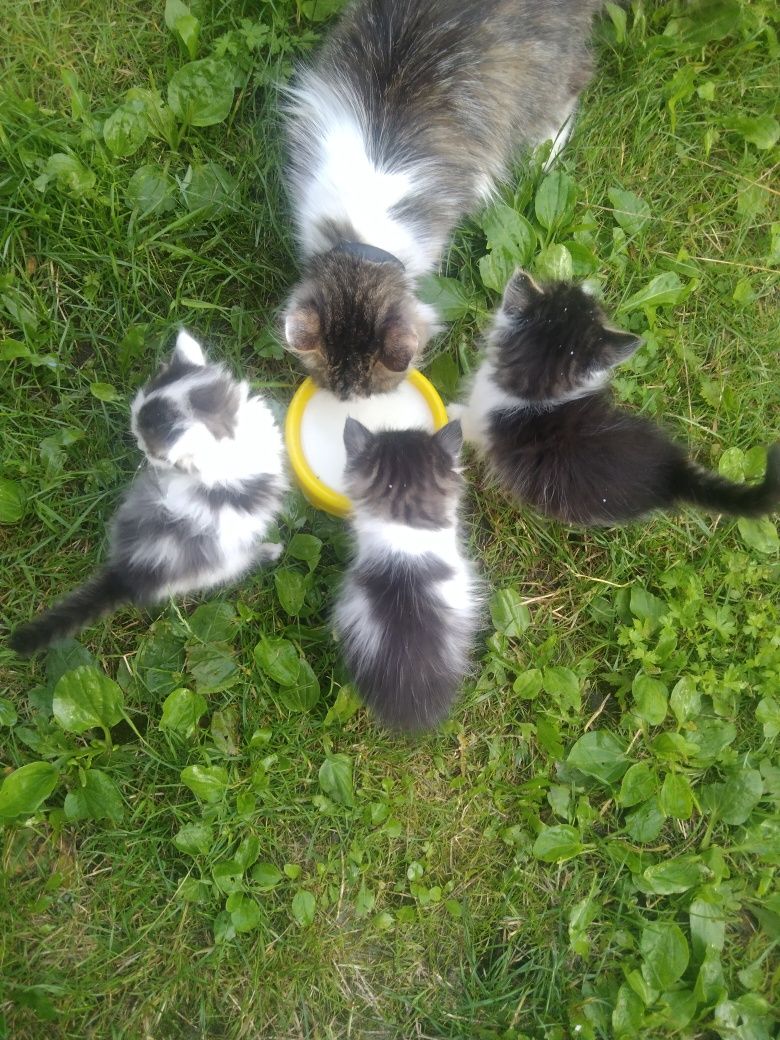 Кошенята чекають на Вас! БЕЗКОШТОВНО!!!