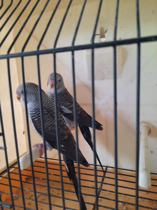 Piriquitos asas negras