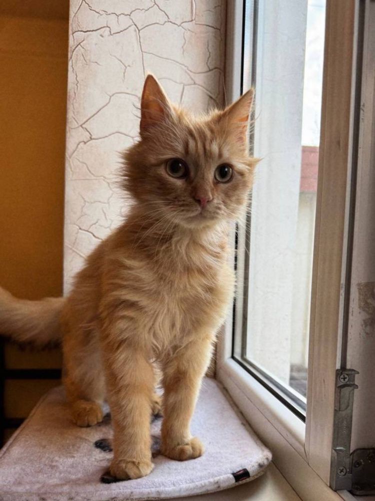 Котик Трім шукає дім