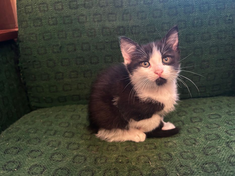 Отдам котенка бесплатно