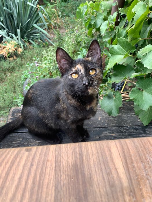 Кішечки черепашки . 5 місяців. По Дніпру і області.