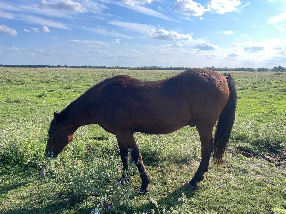 Продаж двох робочих коней с. Переросля, Дубенський район