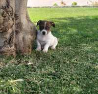 Macho Jack Russel Terrier