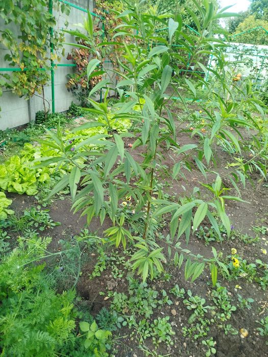 Sadzonki drzewka brzoskwini