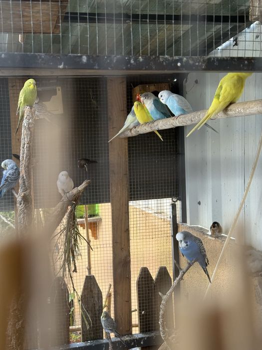 Piriquitos australianos