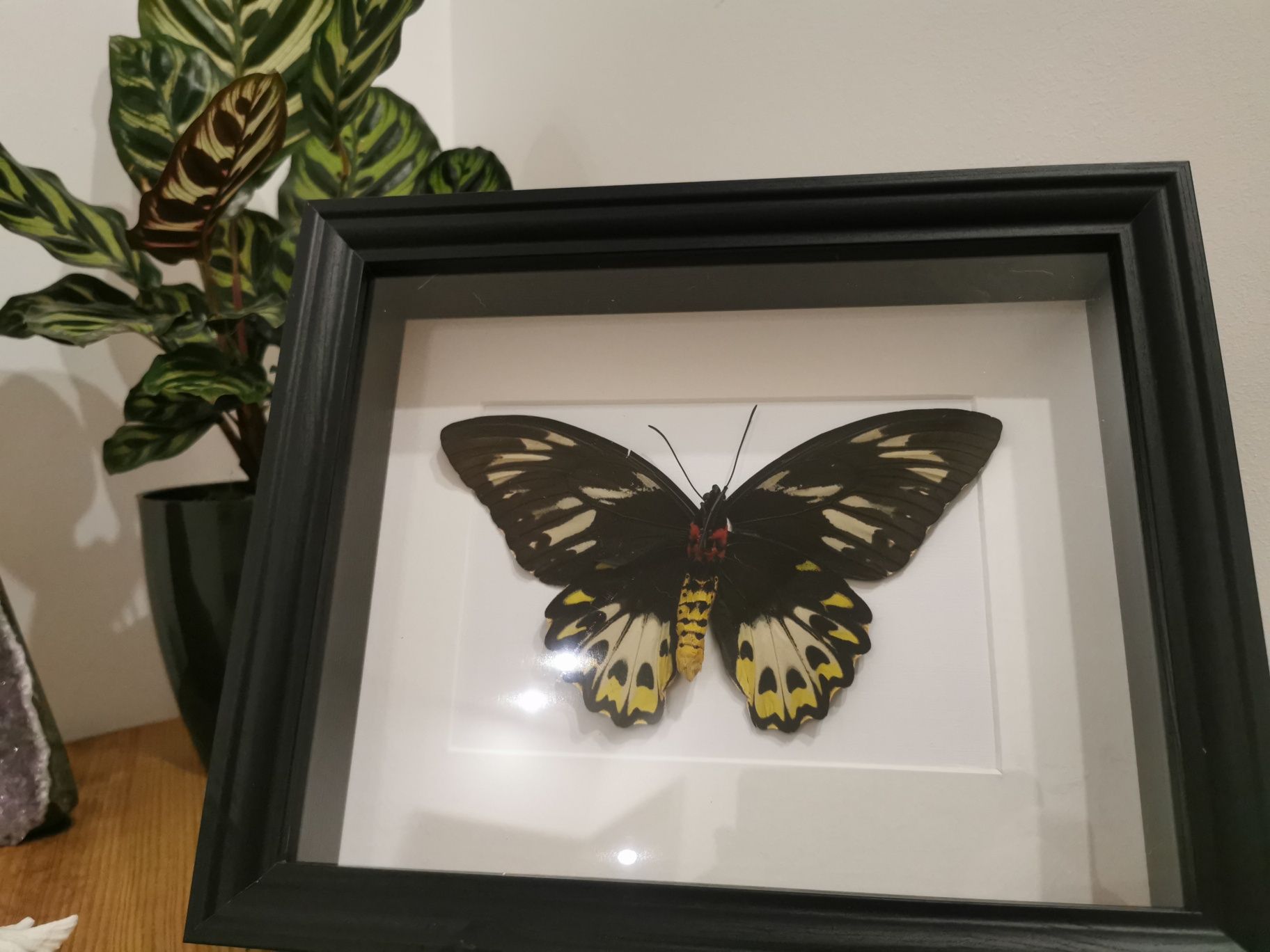 Quadro com borboleta real Cape York Birdwing