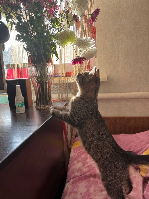 Кошенята/котики/