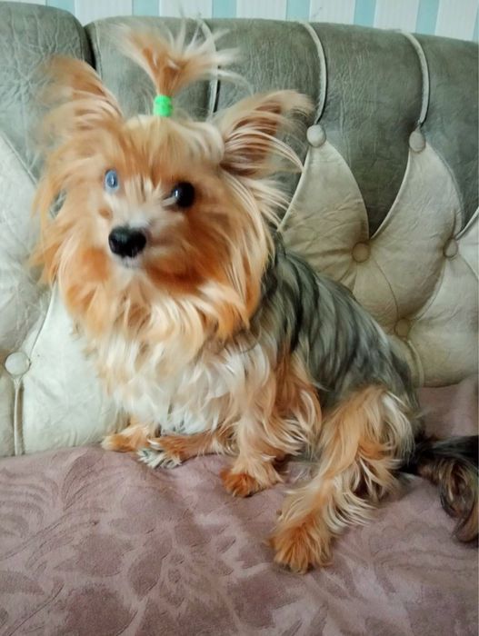 Йоркширский терьер мальчик, для вязки