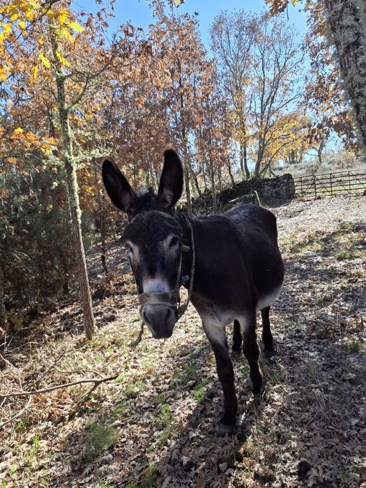 Vendo burro trabalhador