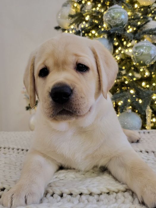 Цуценята лабрадора ретривера!