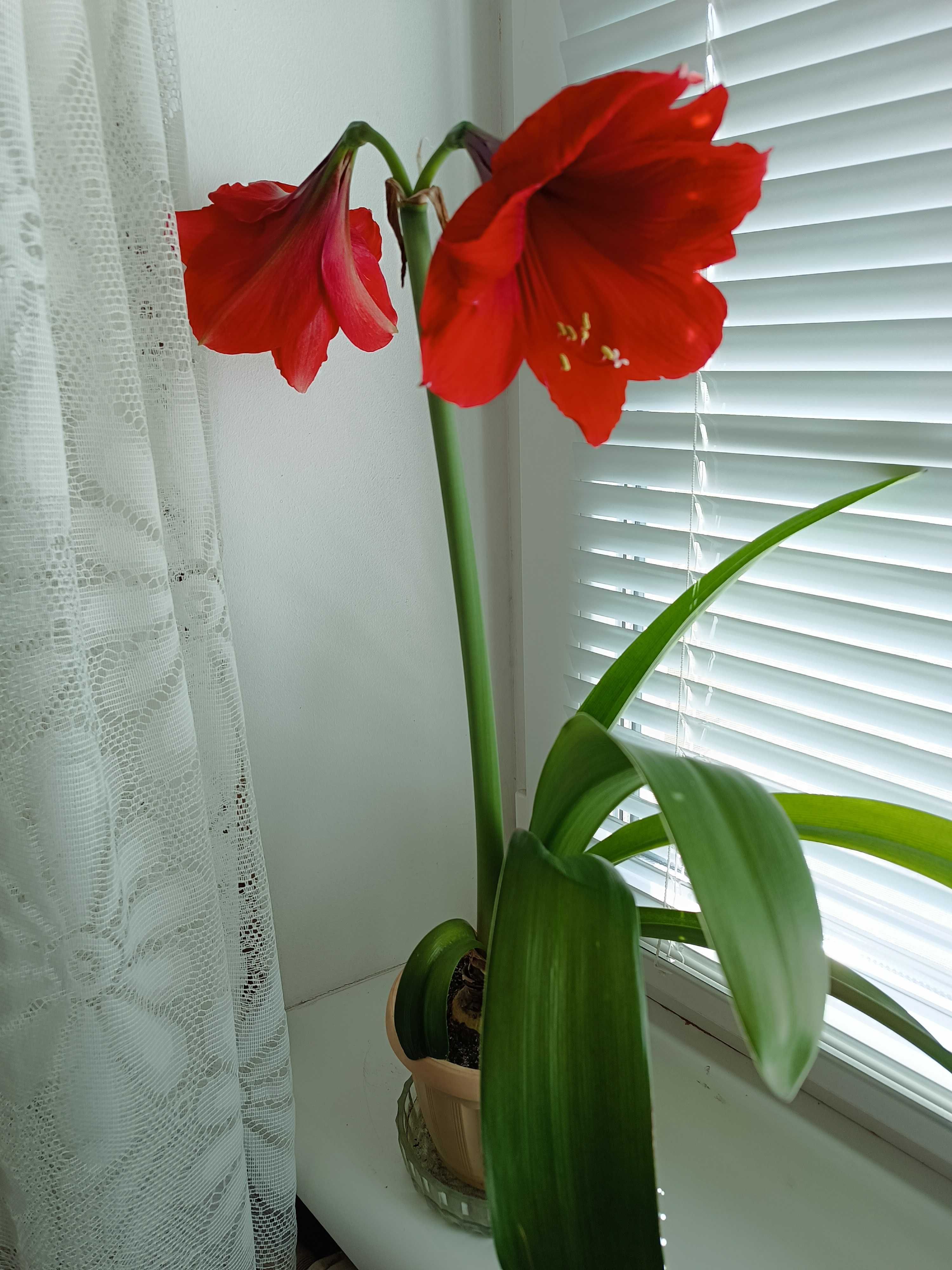 Красный цветущий гиппеаструм амариллис комнатная лилия с вазоном