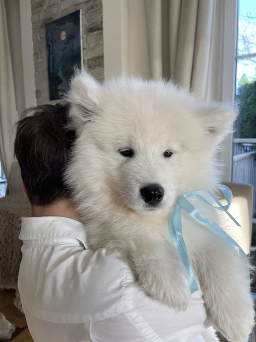 Piesek, samoyed, szczenię , Związek Kynologiczny w Polsce