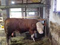 Byk simental 700kg