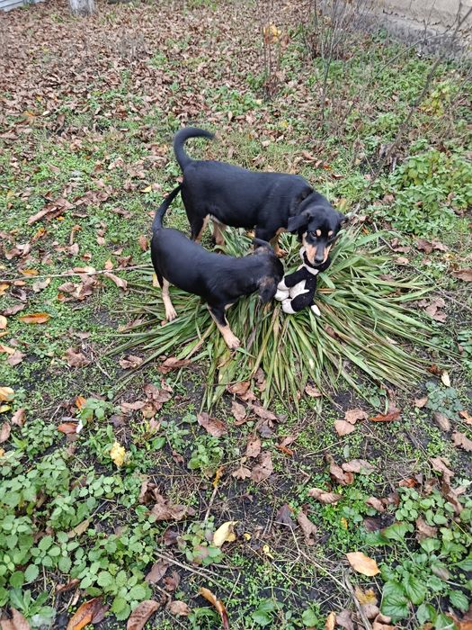 Віддам в хороші руки.