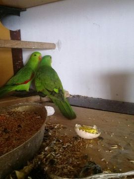 Папуги червонокрилі пара