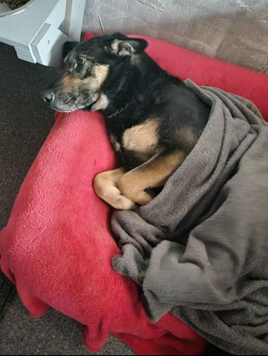 Dobrotliwy, spokojny psiak