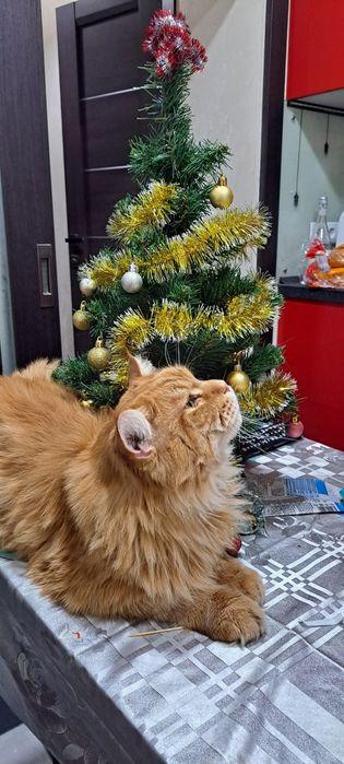 В'язка Мейн Кун.