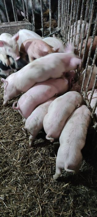 Продам поросята ландрас із пєтреном