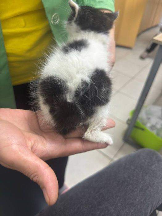 Віддаю котенят в хороші руки