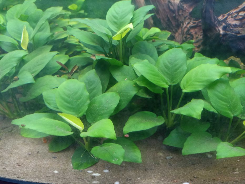 Анубиас Бартера каладифолия /Anubias barteri var. Barteri Caladiifolia
