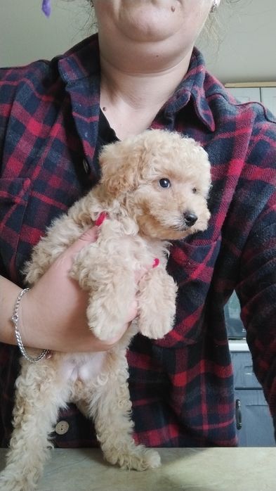 Найкудрявіша дівчулька тойпудель