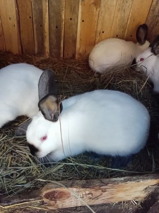 Króliki kalifornijskie