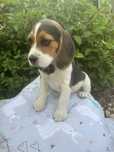 Piesek beagle 8 tygodniowy malutki z Rodowodem