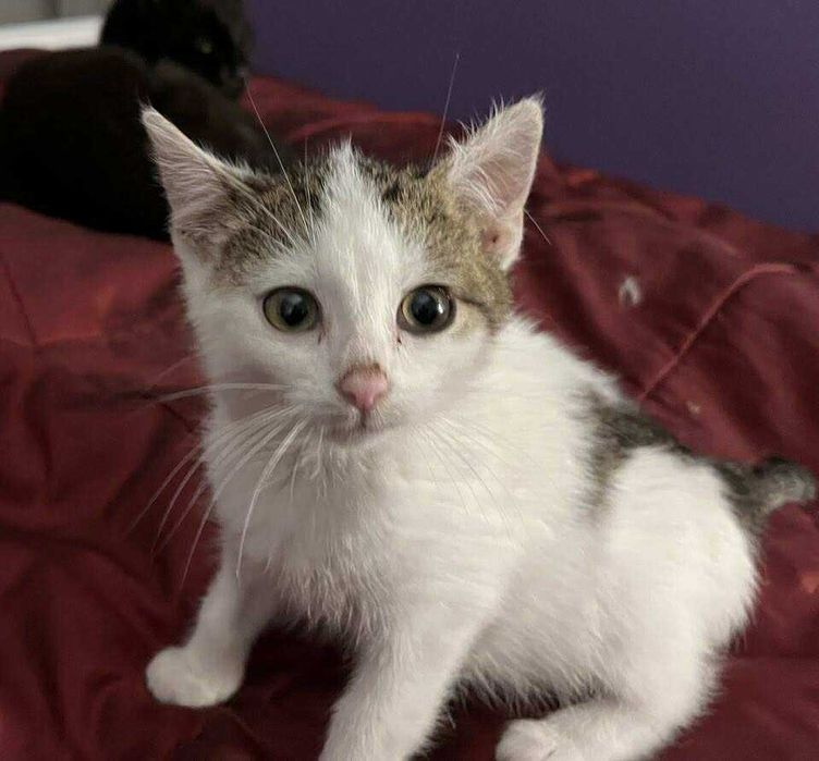 Sliczny kocurek Jamek przytulas do adopcji