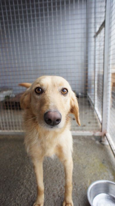Rosinha cadela jovem porte medio muito meiga