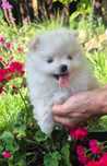 pomeranian szpic miniaturowy