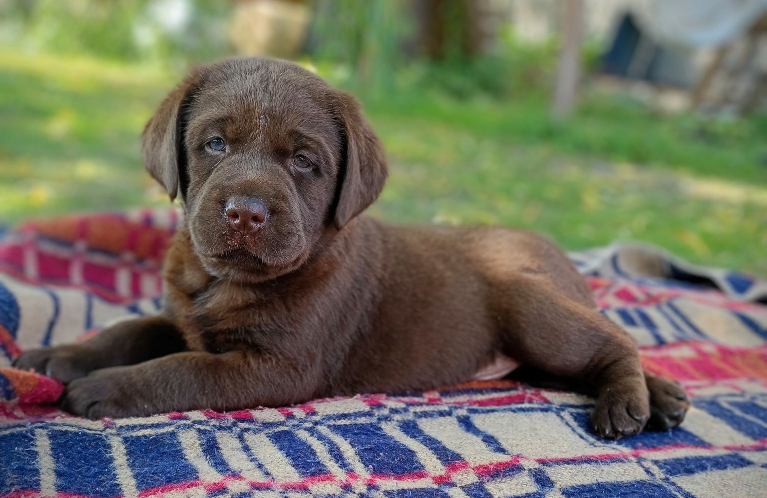 Labrador Retriever szczeniak