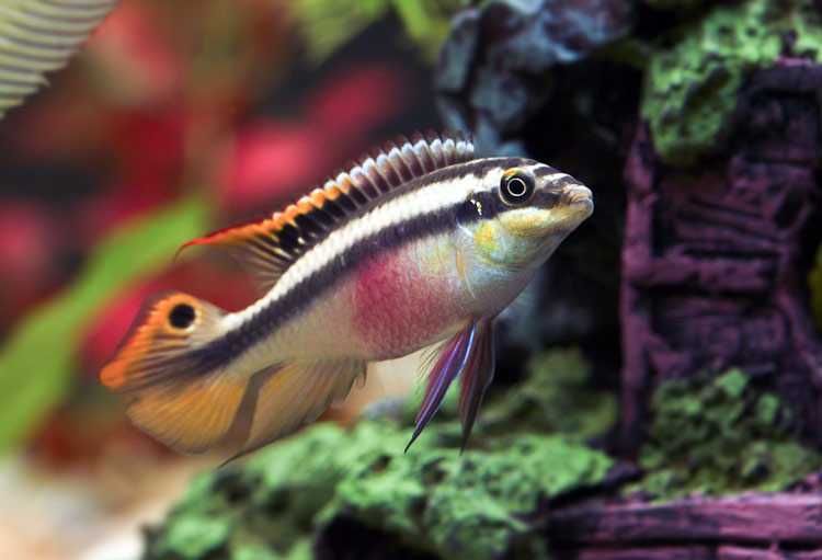 GB Barwniak czerwonobrzuchy - dowóz ryb!