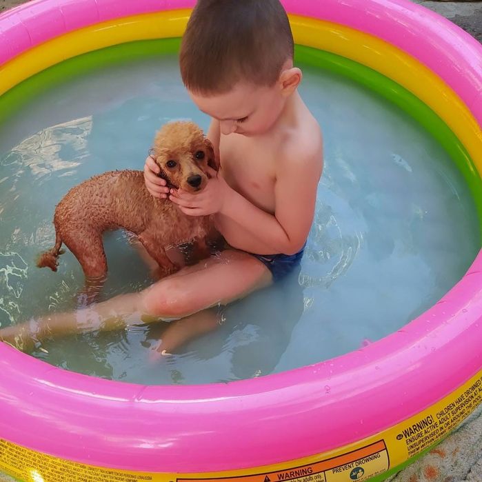 Pudel toy dziewczynka sunia