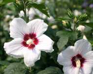 Sementes de hibisco da siria