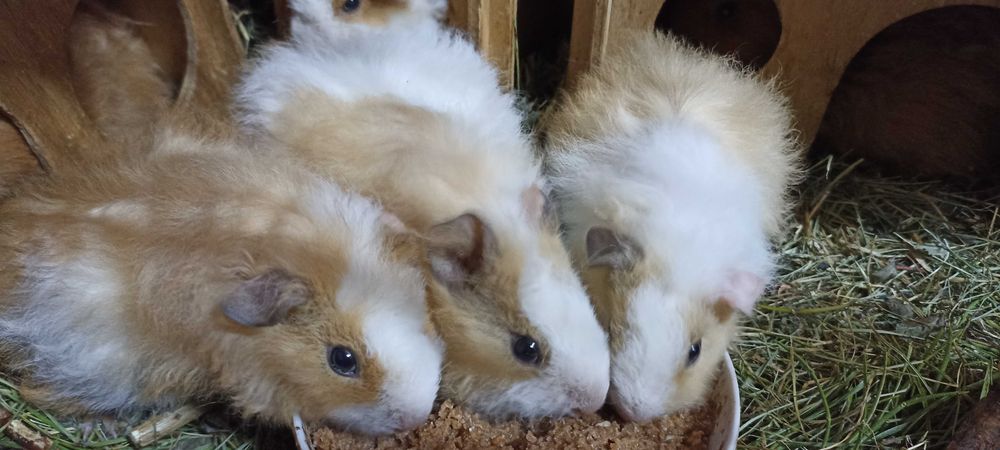 Королевские морские свинки