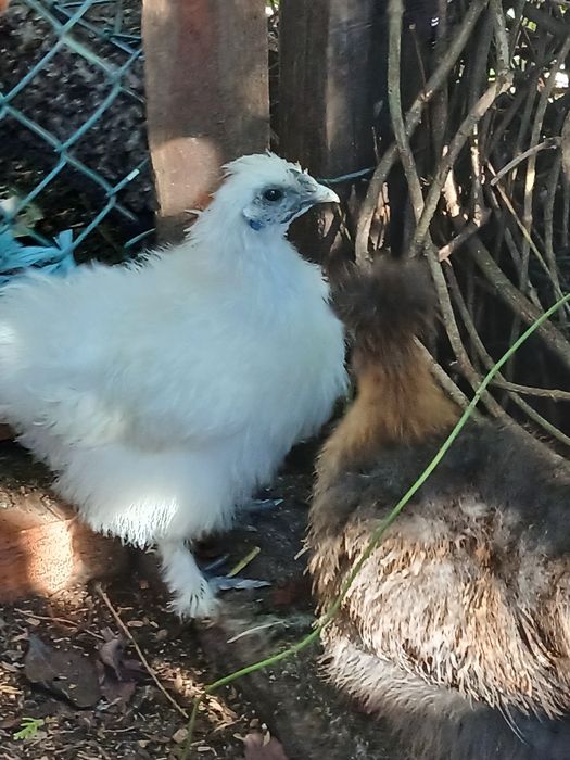 Pekin , Sedosas , Sebrith