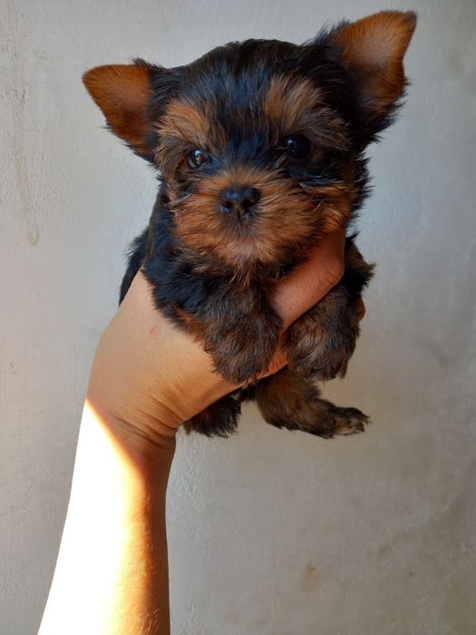 Шикарная мини малышня